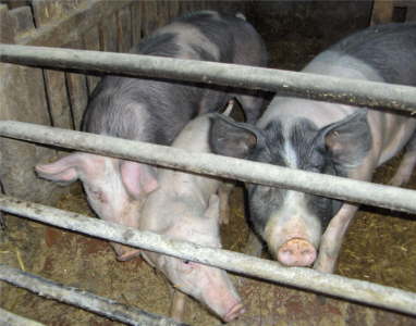 unsere Mastschweine
