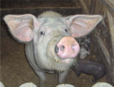 unser Mutterschwein Erika mit ihren Ferkeln